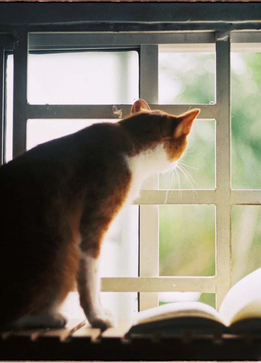 Chat à la fenêtre près d'un livre ouvert, lumière douce